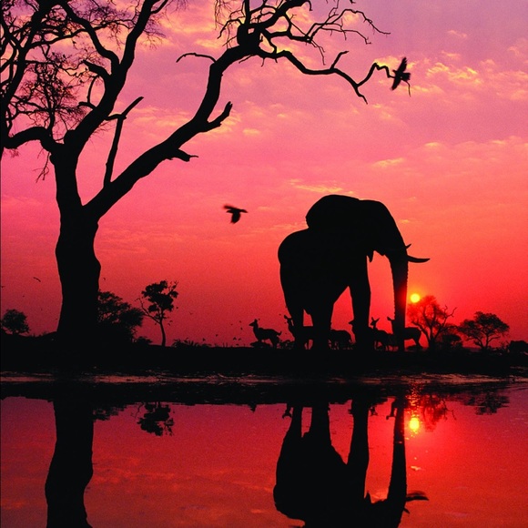 Meet your Posher, Maddisyn - Picture 1 of 1